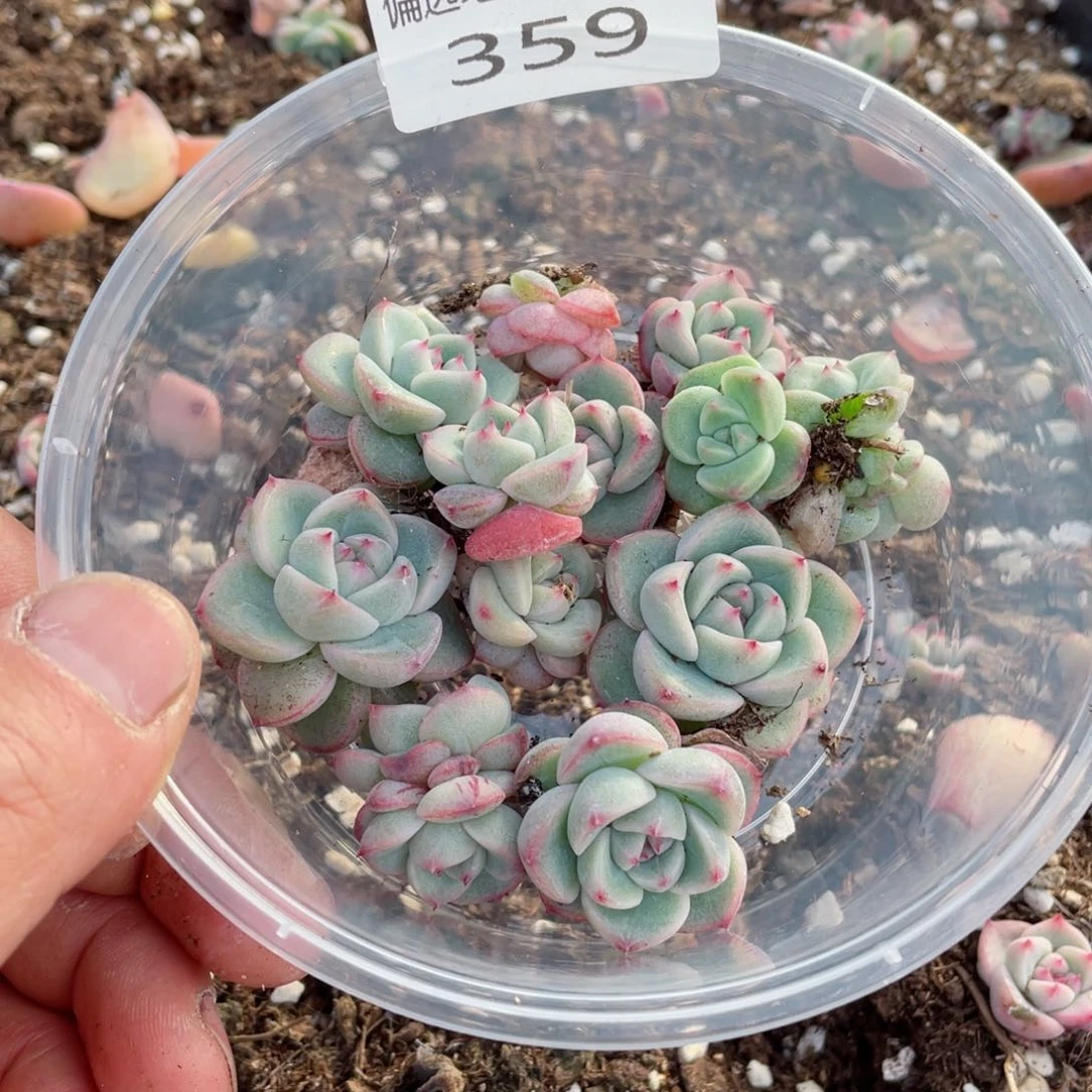 白钻石一物一拍359