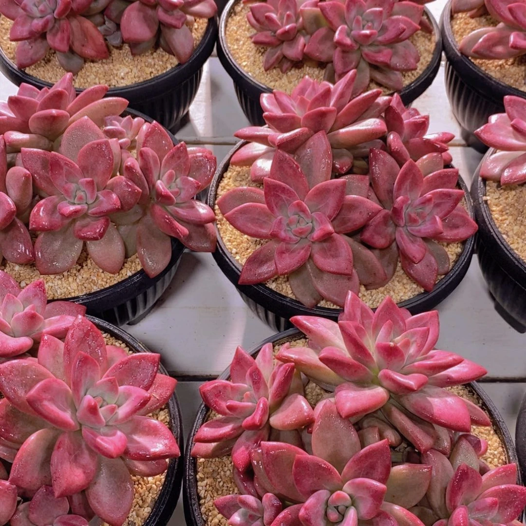 量拍28号 精品母本赫菲斯托大群一个 默认有砍