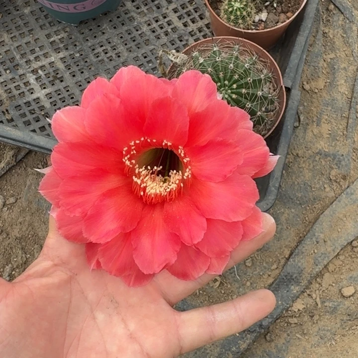 353实生彩草瘦脱土掰花斑