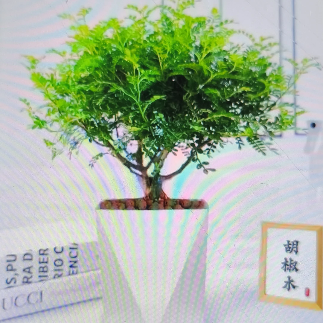 驱蚊驱虫好养清香木盆栽花卉四季常青净化空气室内绿植