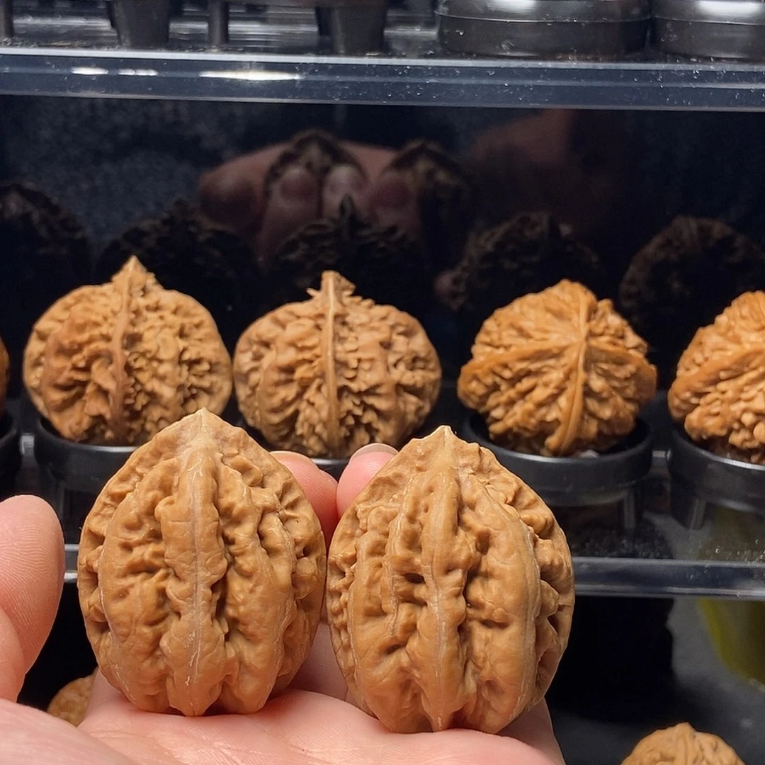 用***1把件文玩核桃龙王