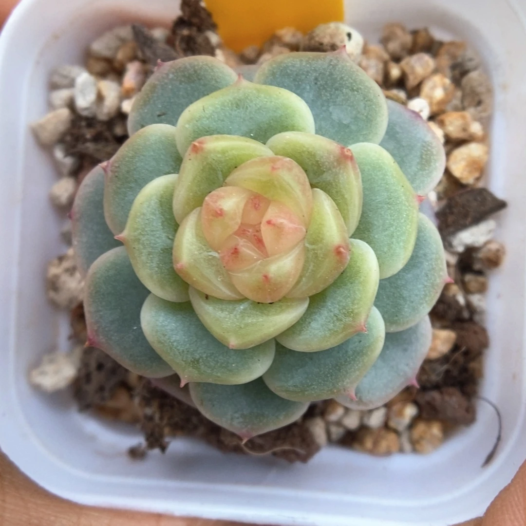 荔枝甜心可拍497号