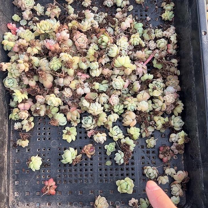 直播福利一物一拍11