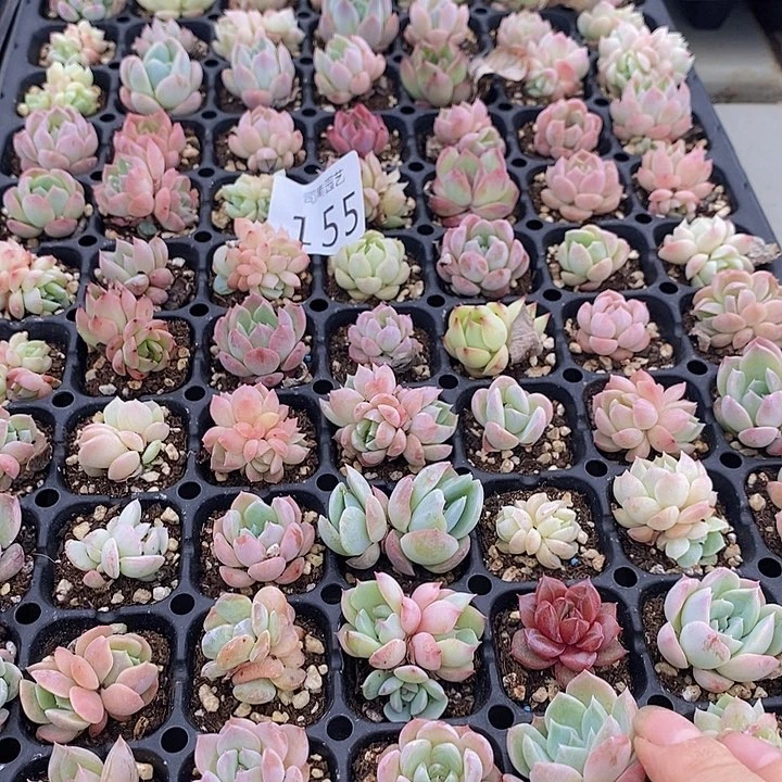 155 多肉植物盆栽花卉植物