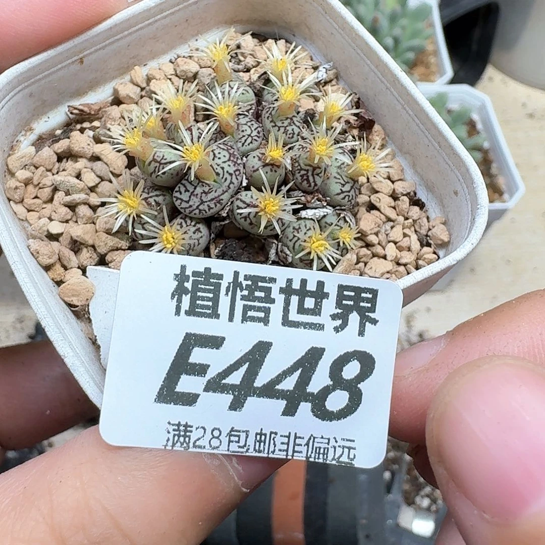 多肉W的人生地方gh