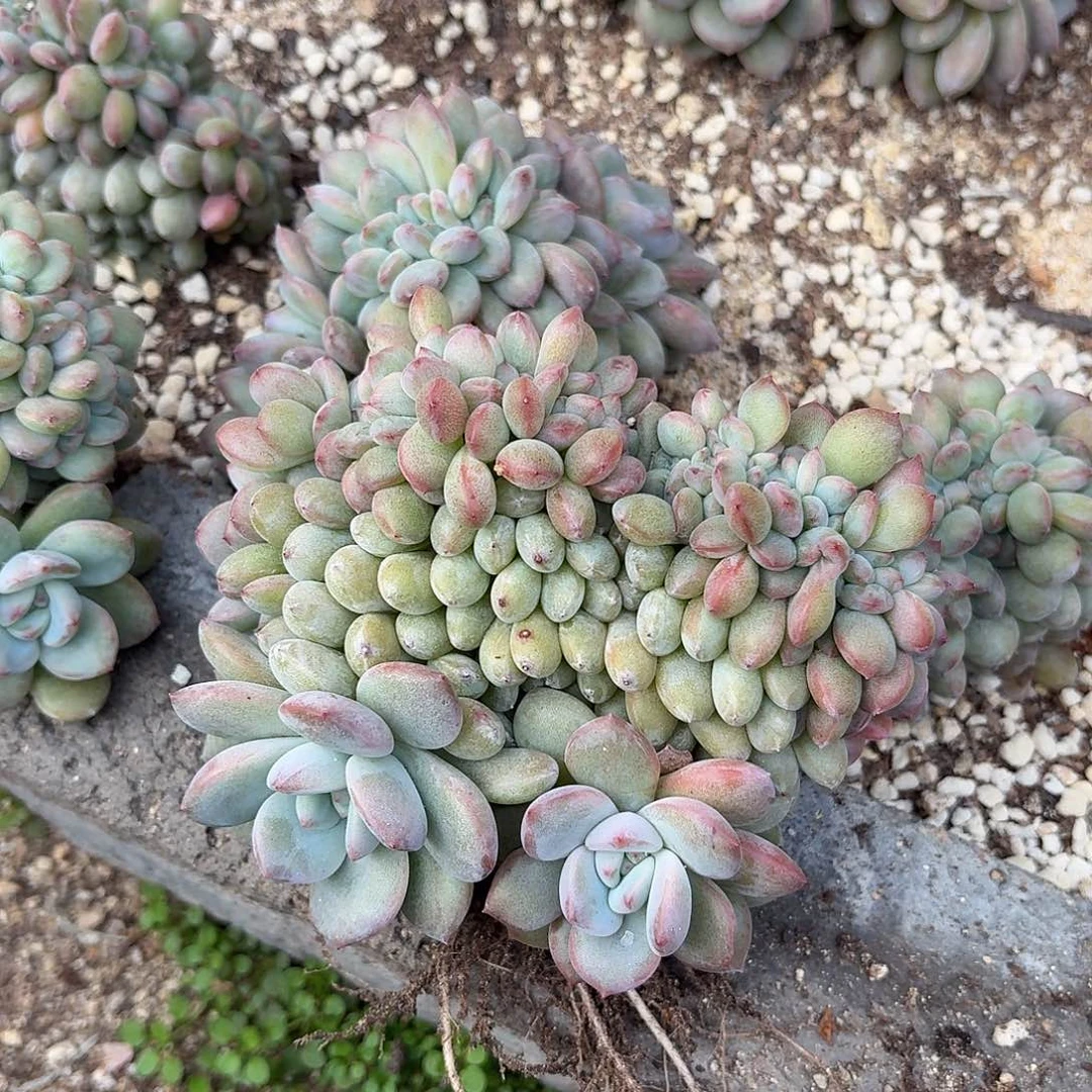 C***装星影缀化 脱土发货