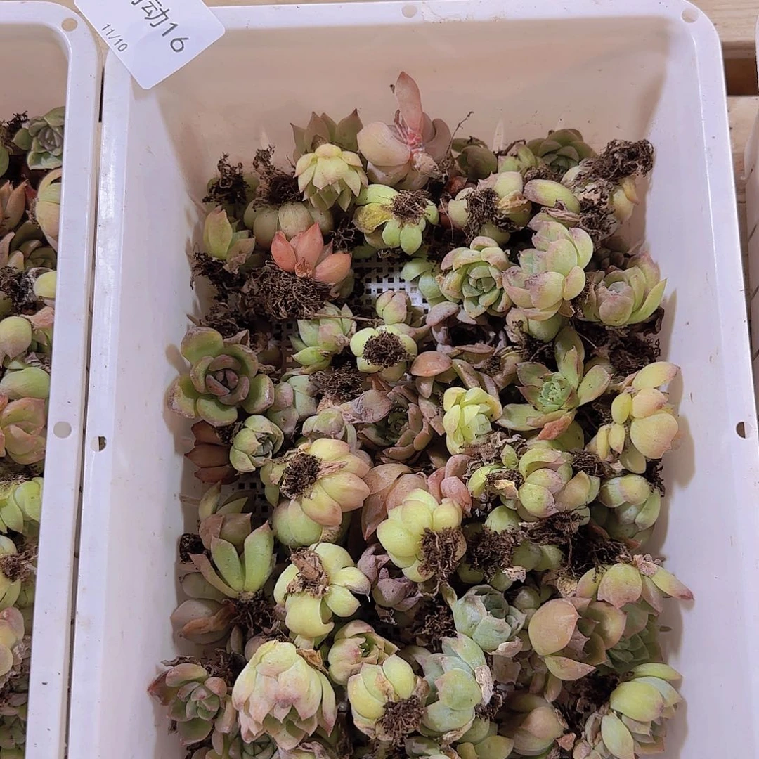 直播一物一拍多肉不售后16