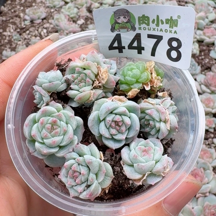 无**✿多肉植物多肉植物