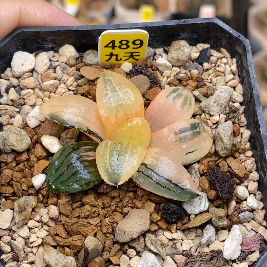 489号糊斑趋势亲指姬锦