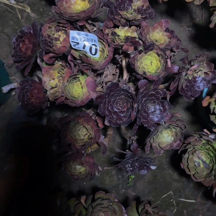 梅花花25-49包邮花花