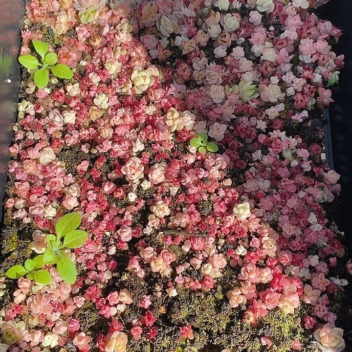 357 多肉植物盆栽花卉植物