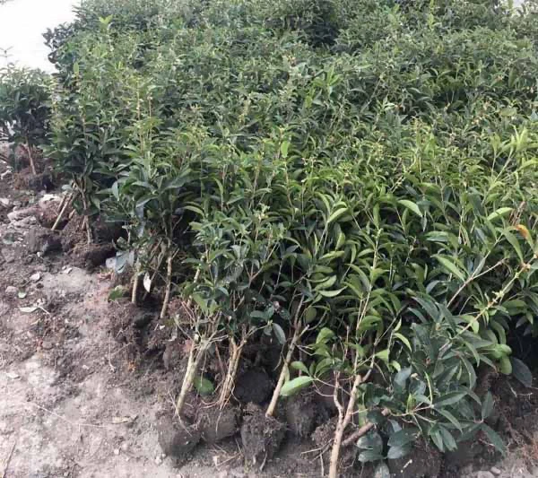 桂花老桩佛顶珠老桩，清地处理