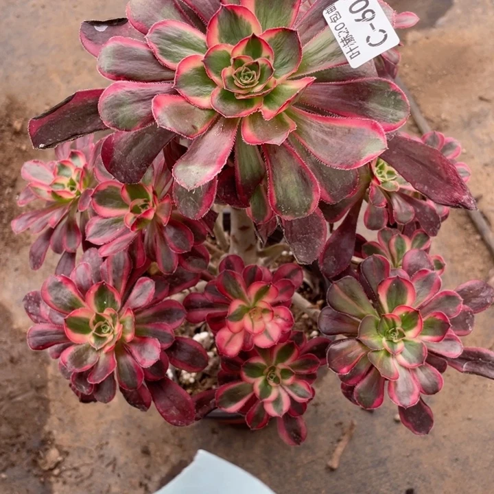 608香花脸多肉1234467斤