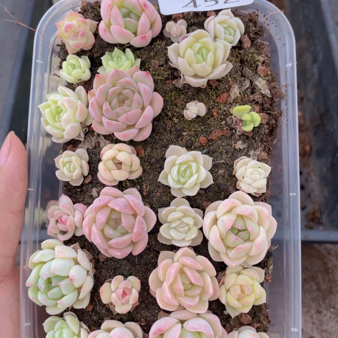云糖心多肉植物452