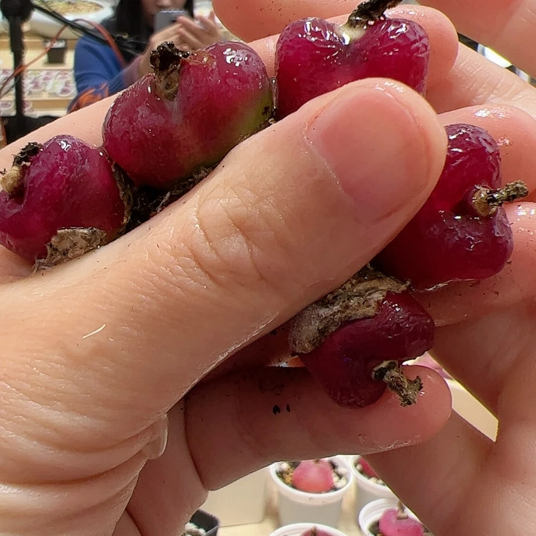 【闪购商品】184 车厘子x5