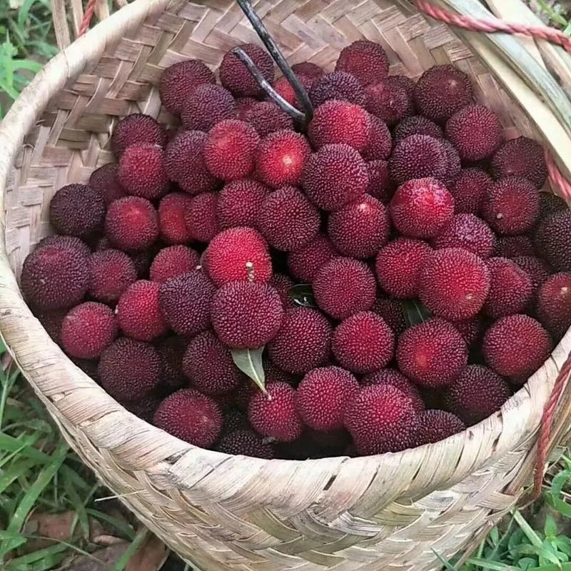 杨梅散称 1000g