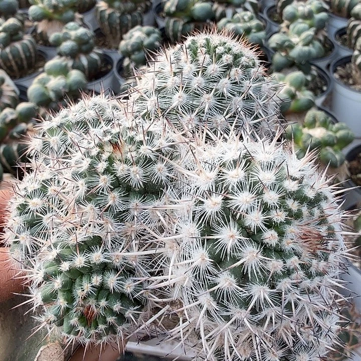 无花朵051白王仙人球