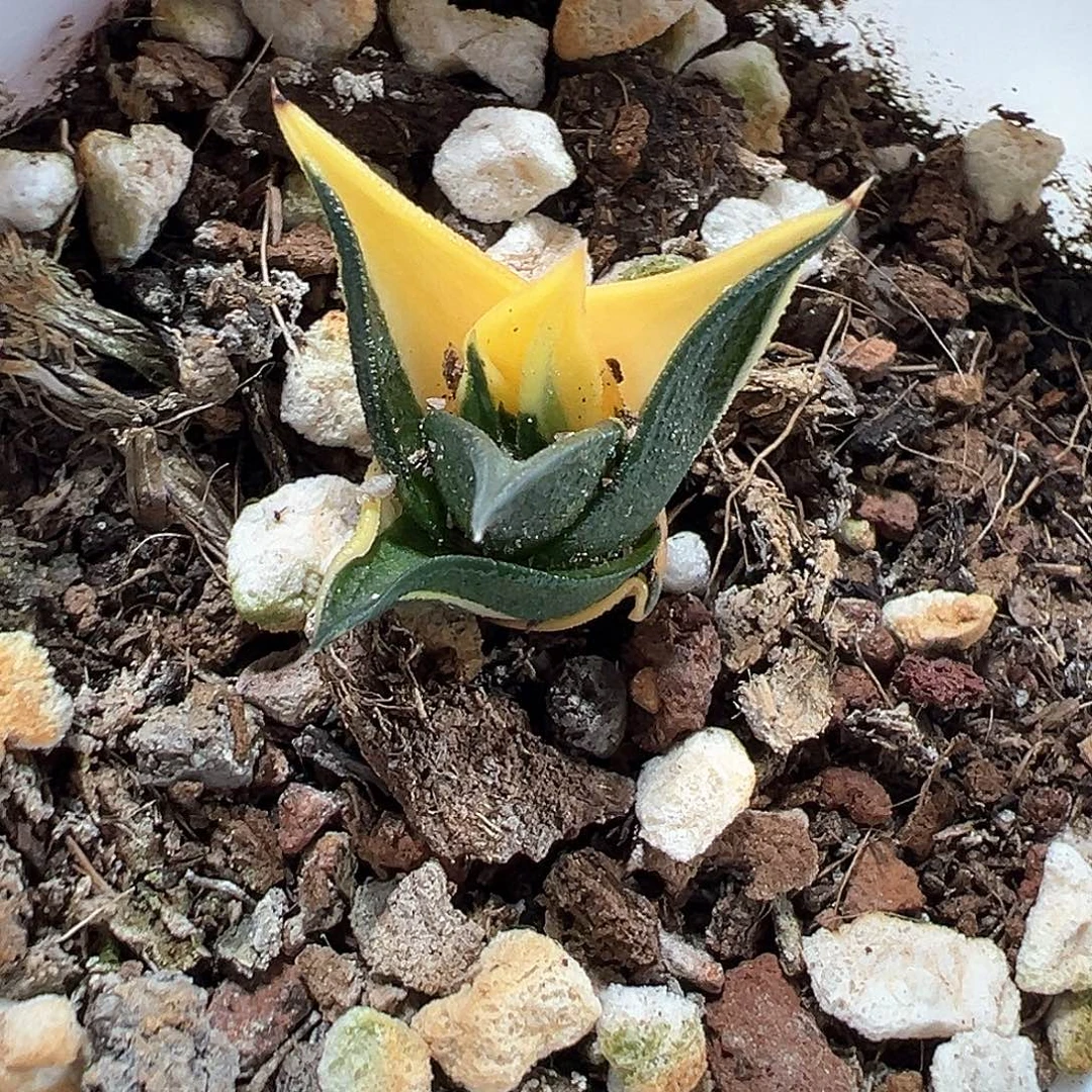 龙城锦  小方花圃一物一拍