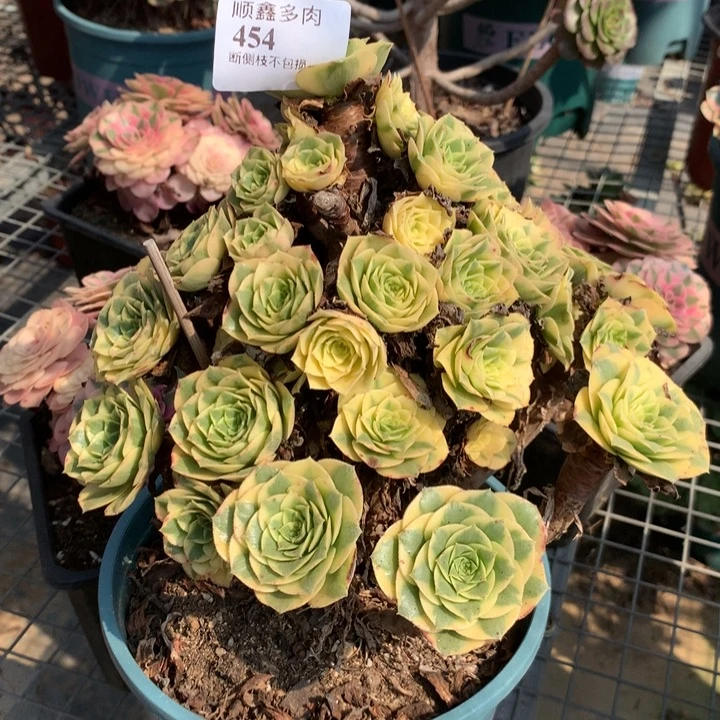 454金丝带翠多肉植物特价