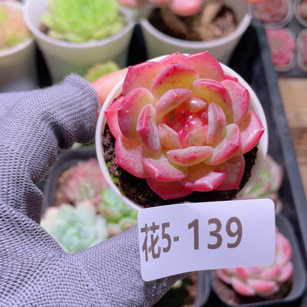 花利美 5-139新品珍妮