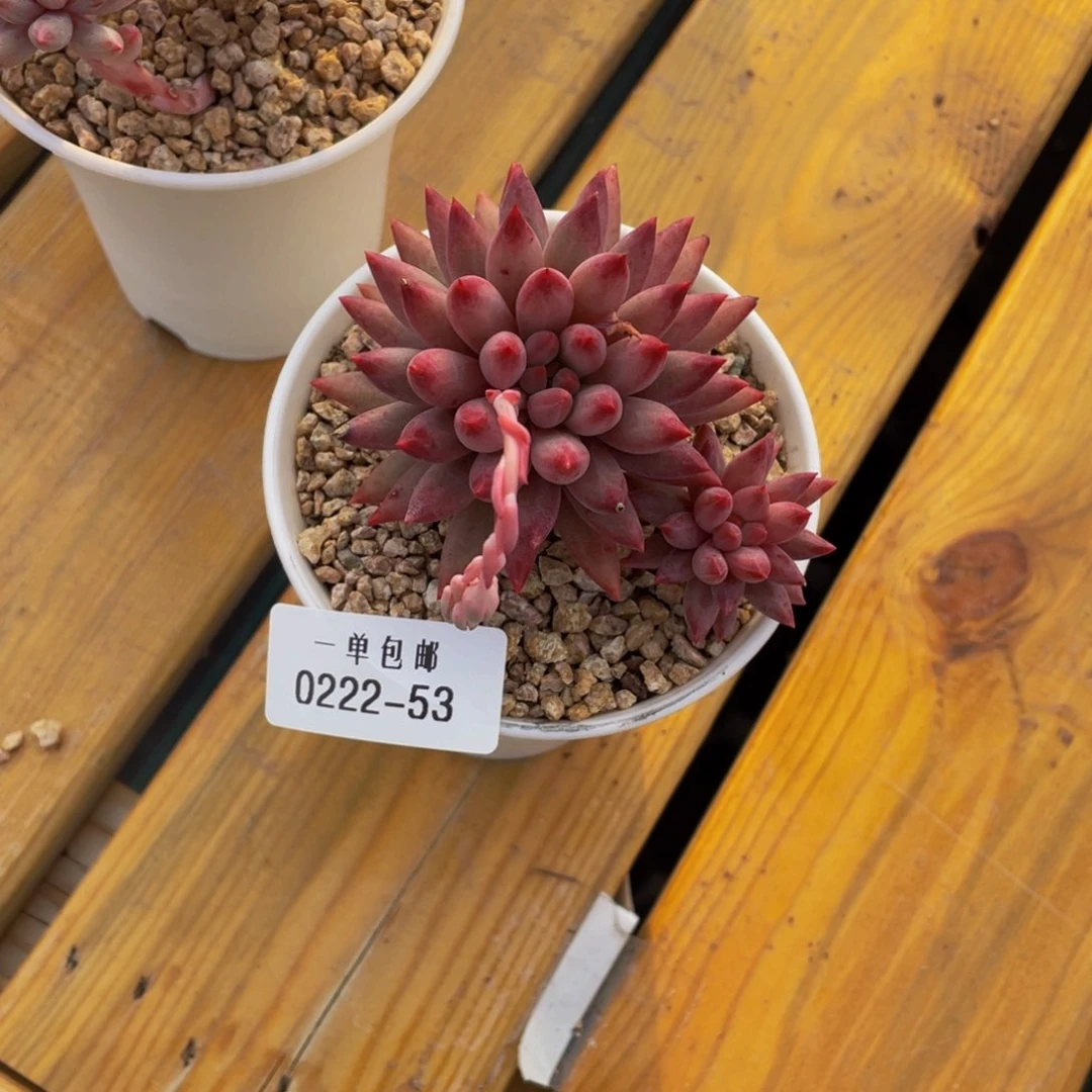 留****你0222-53-虞美人。。。。。