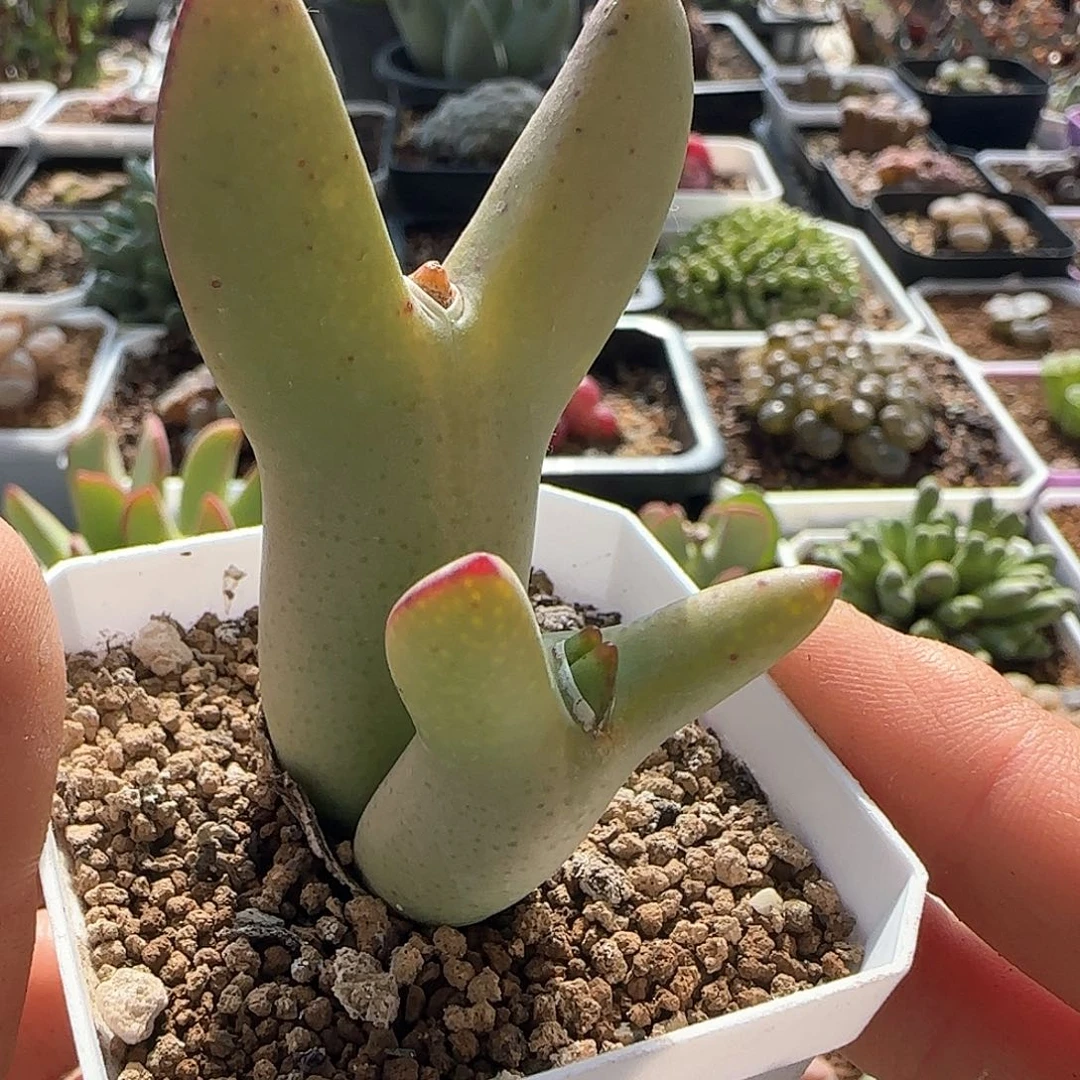 我***卡脱土发货28包邮26717