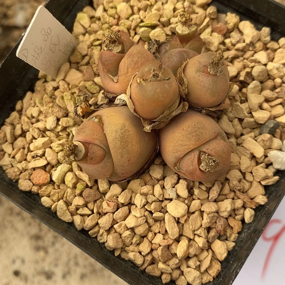 482吕氏毛汉尼一颗