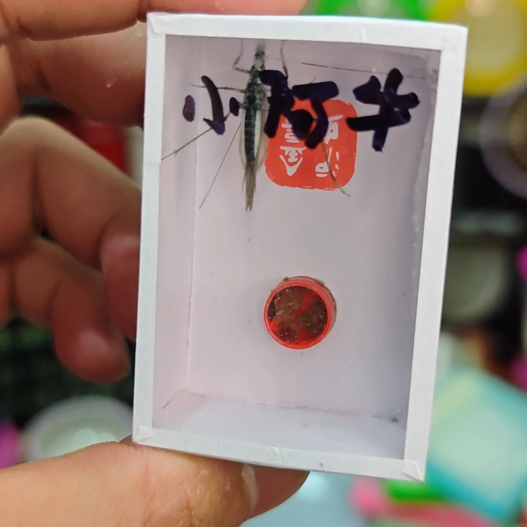 黑紫竹全品一只包邮