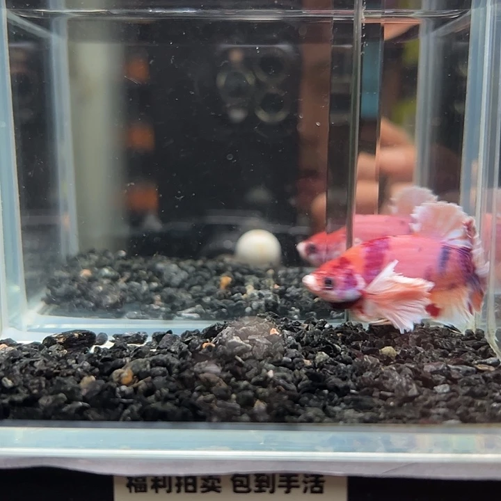 斗鱼跑单拉黑13日71