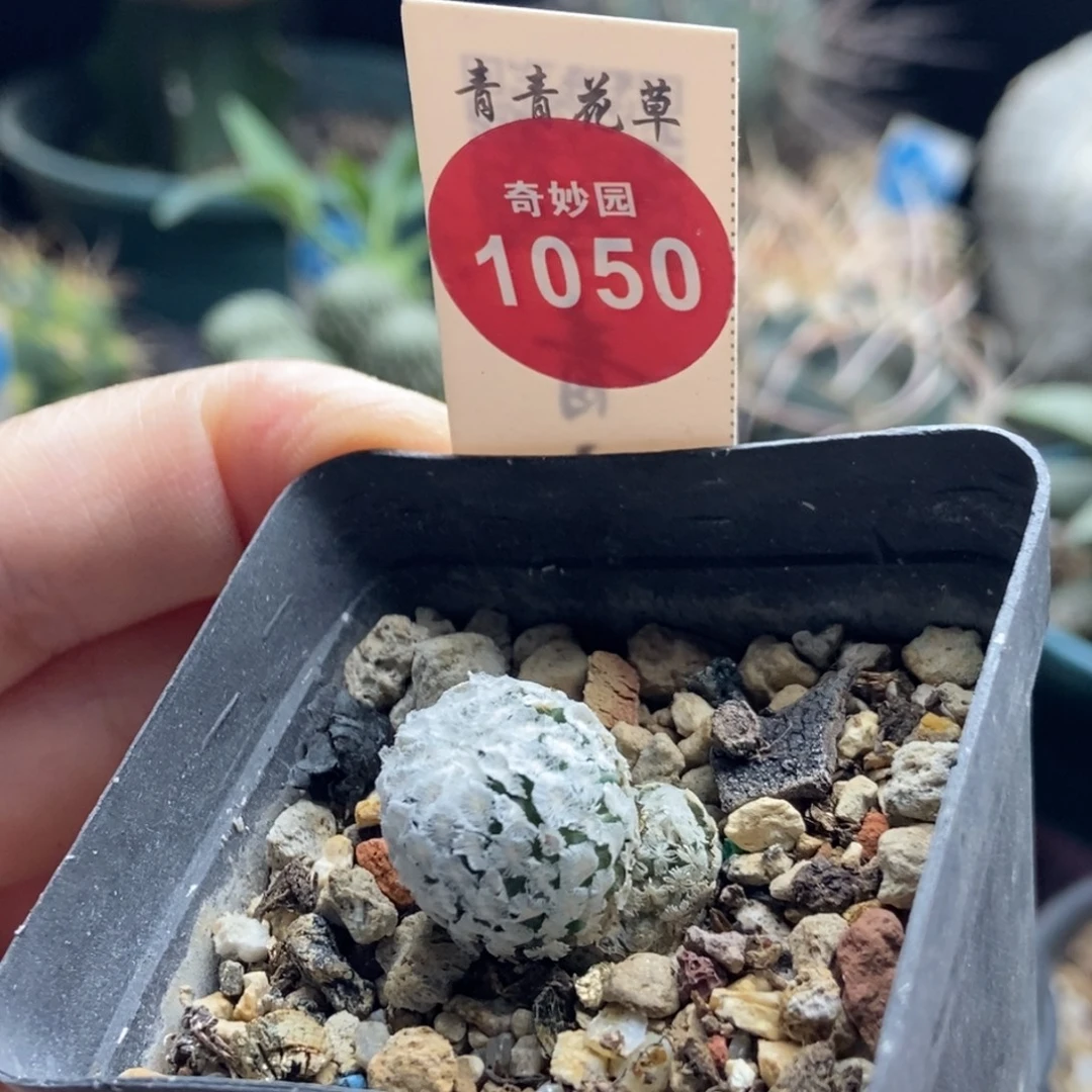 实生带崽蔷薇丸一颗