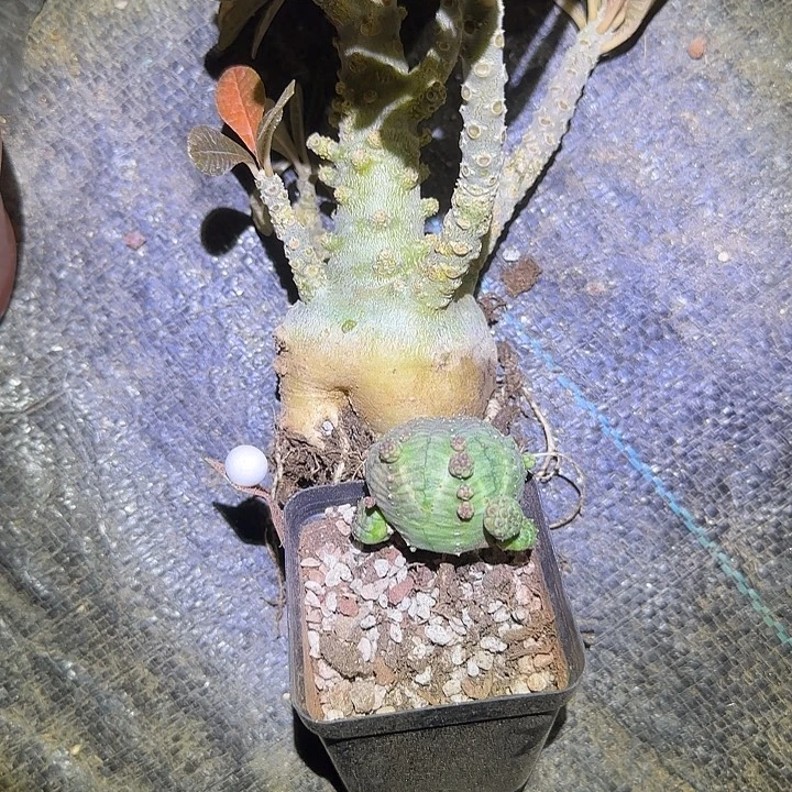 多肉植物多肉植物巨流桑