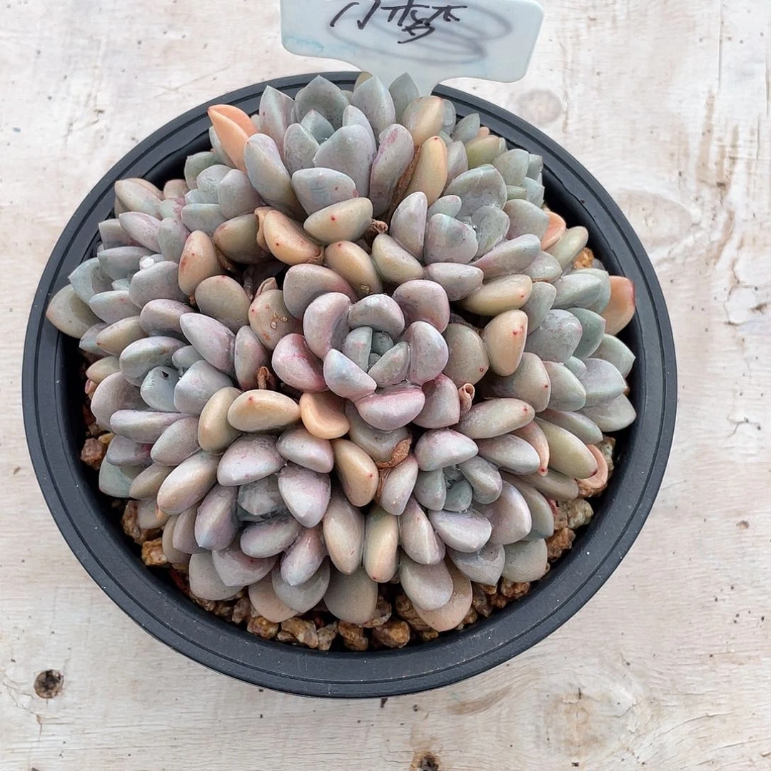 多肉刀梦花斑鹿花斑