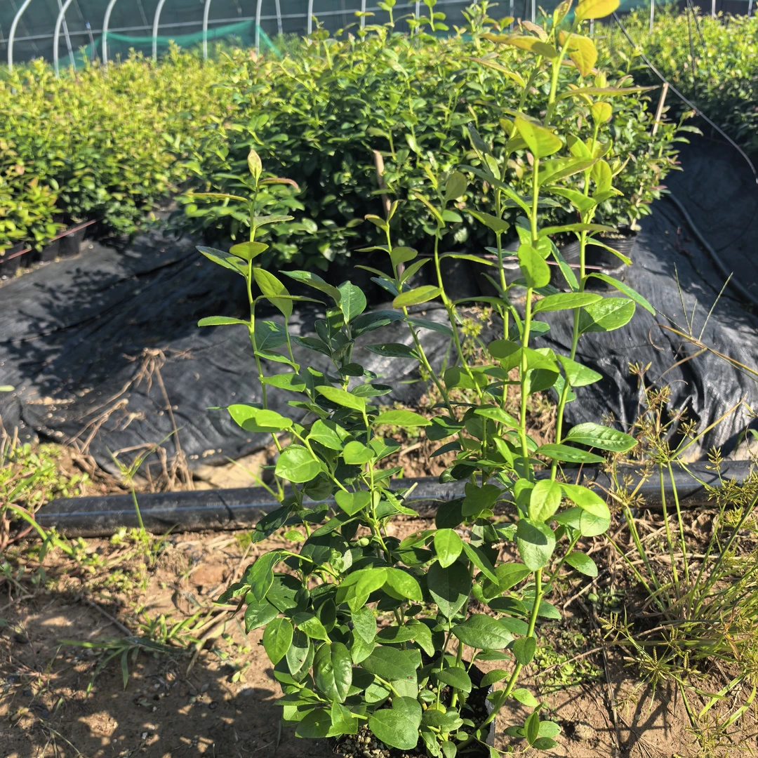 2个品种组合装，一次体验不同风格