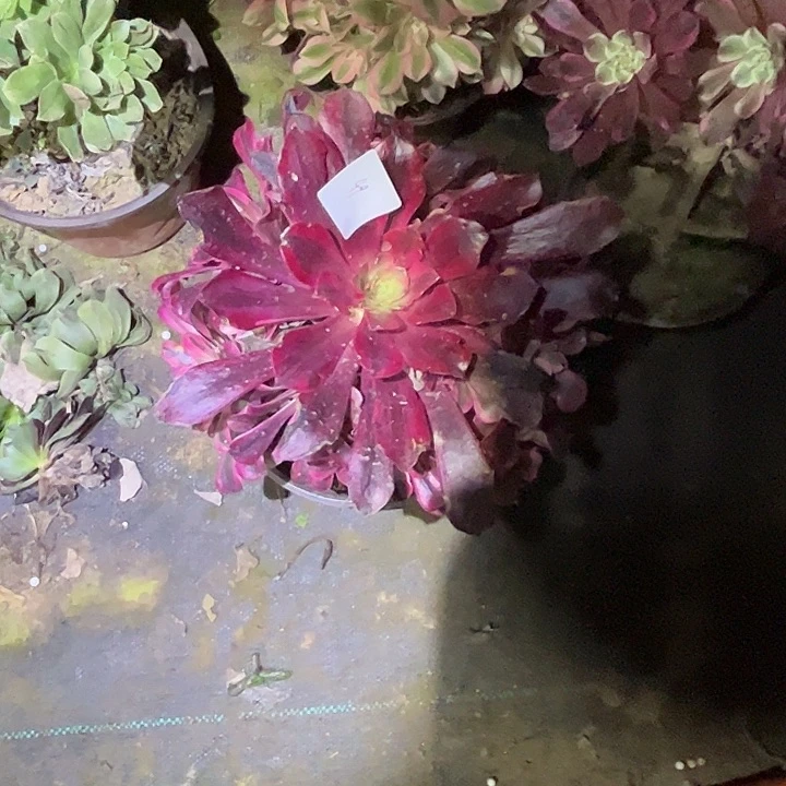 多肉法师植物链接49