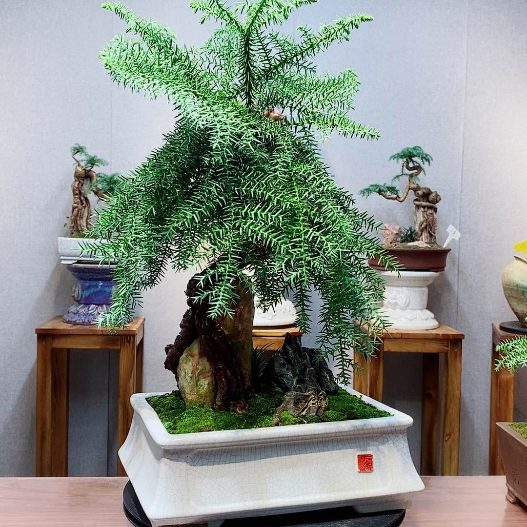睡***ᙆ不开花植物抱石款澳洲杉盆景