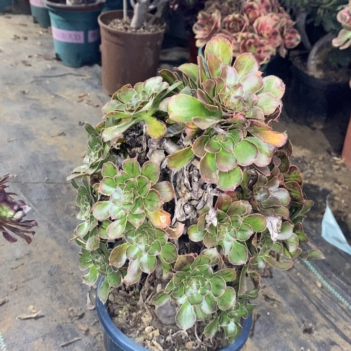 拉丝锦多肉植物43