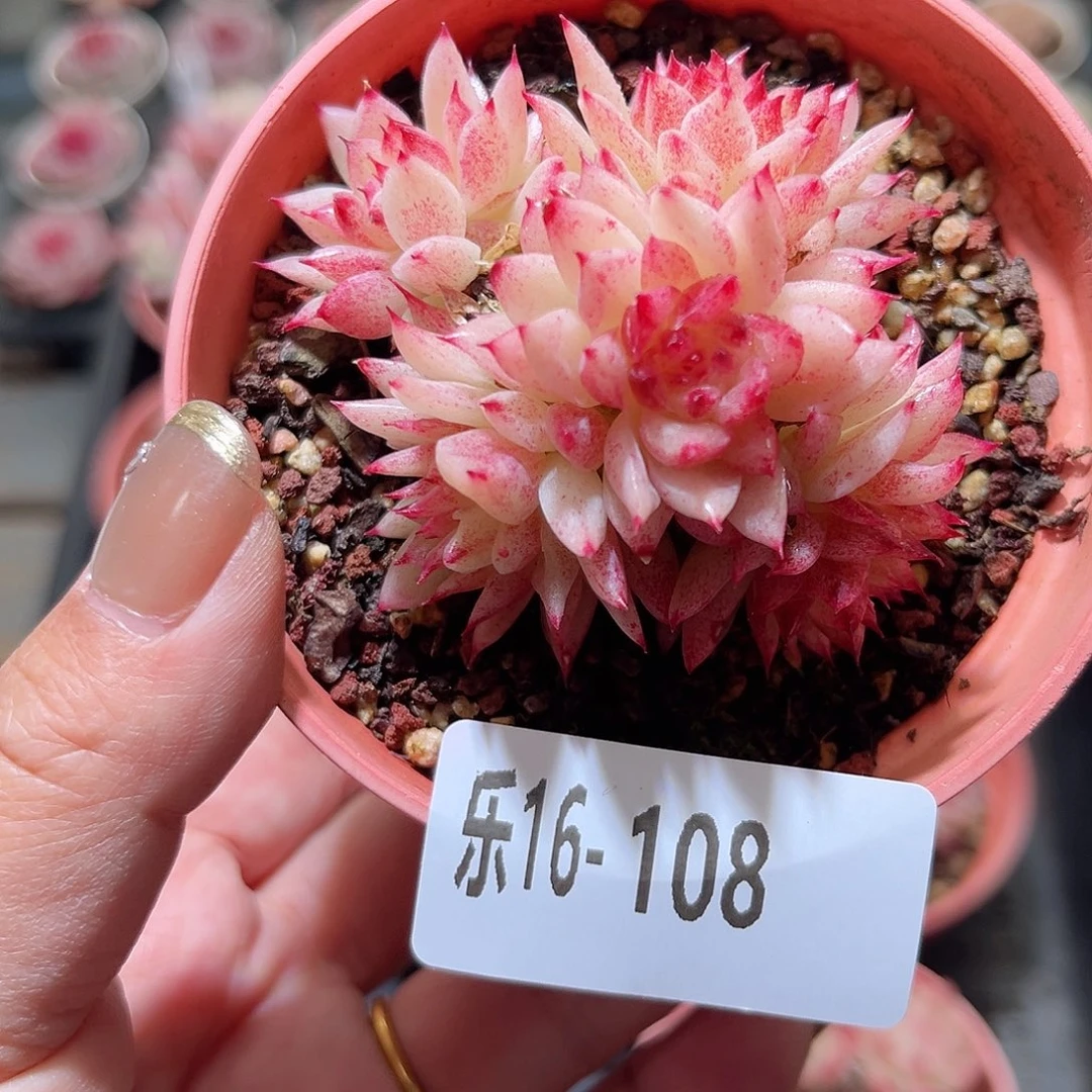 乐16-108 菊花台群