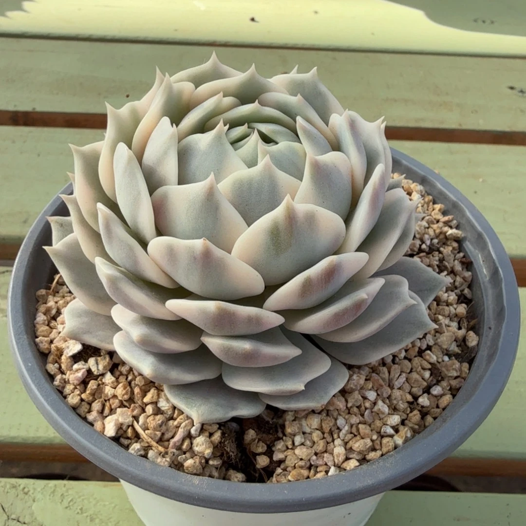 露娜莲锦锦上园艺一物一拍