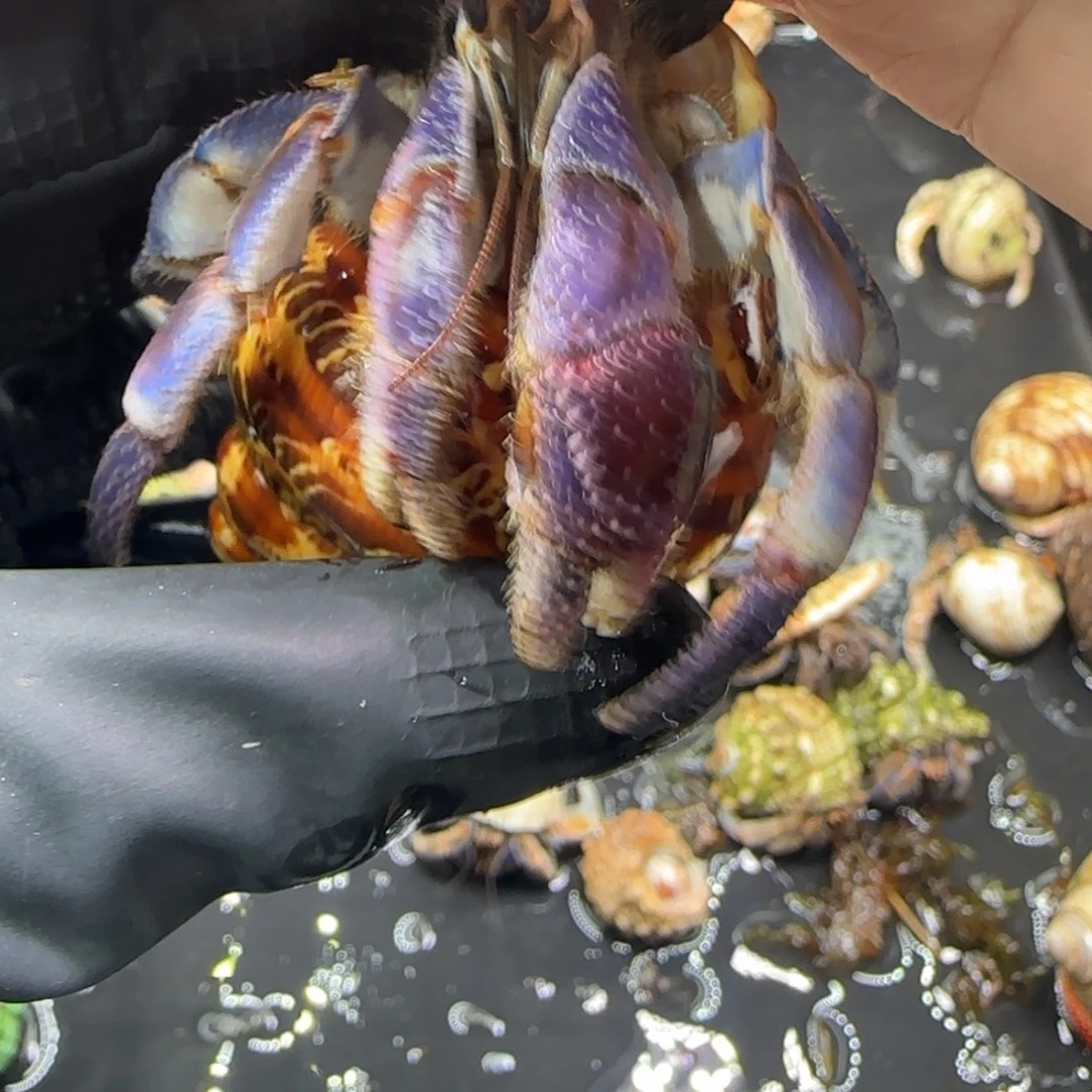 紫陆古文壳。。。。。。