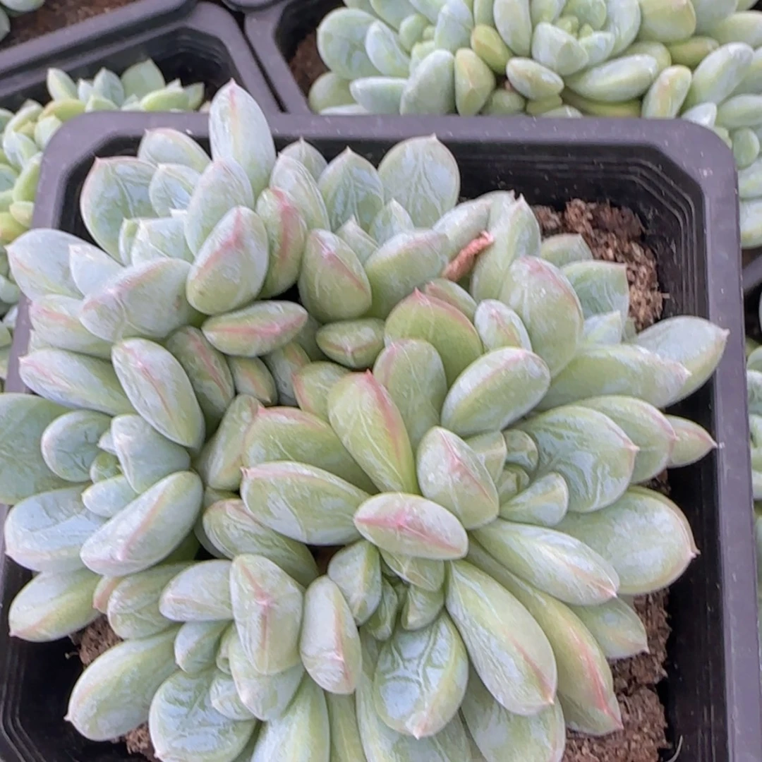 【闪购商品】超多头百达翡翠