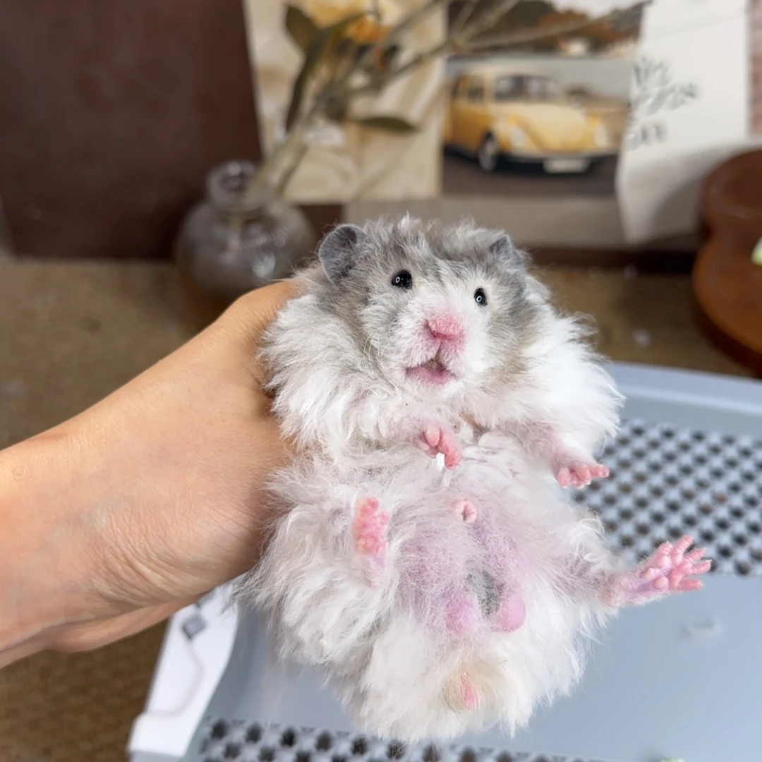 卷毛黑波弟弟10.18