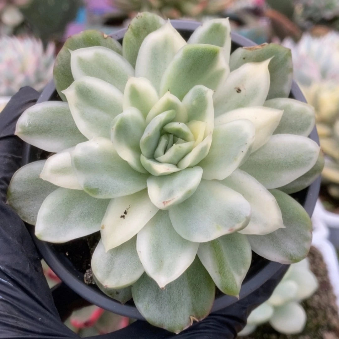 067仙影锦锦锦锦锦锦