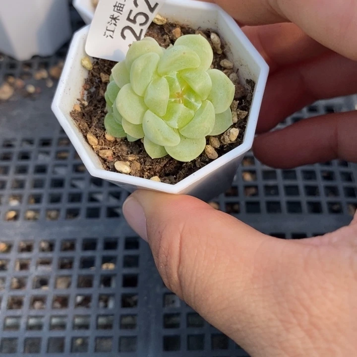 标252现金财富一个多肉