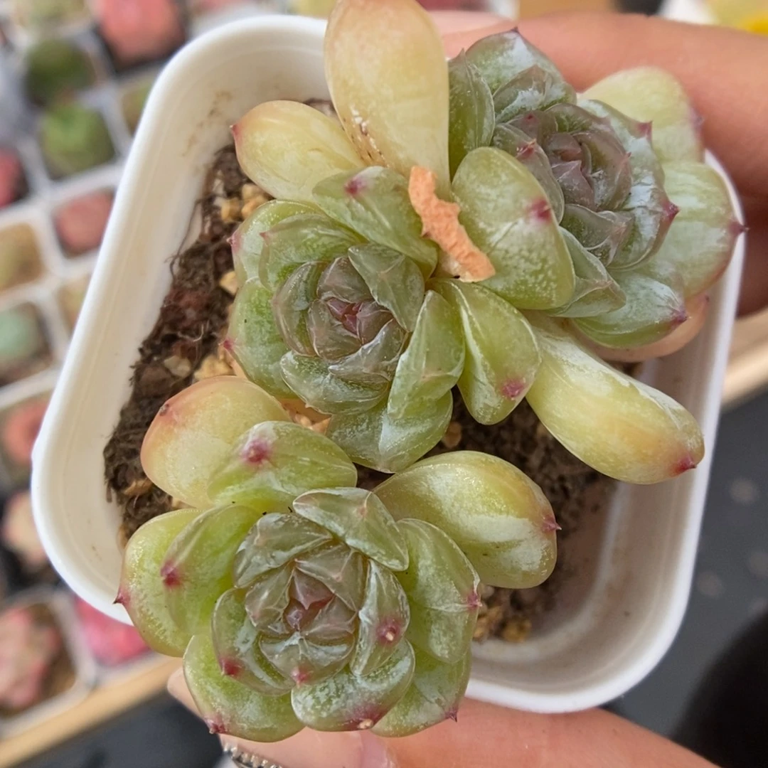 白色恋人682号。