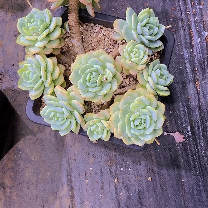 单***丹柚子茶多肉植物老桩子