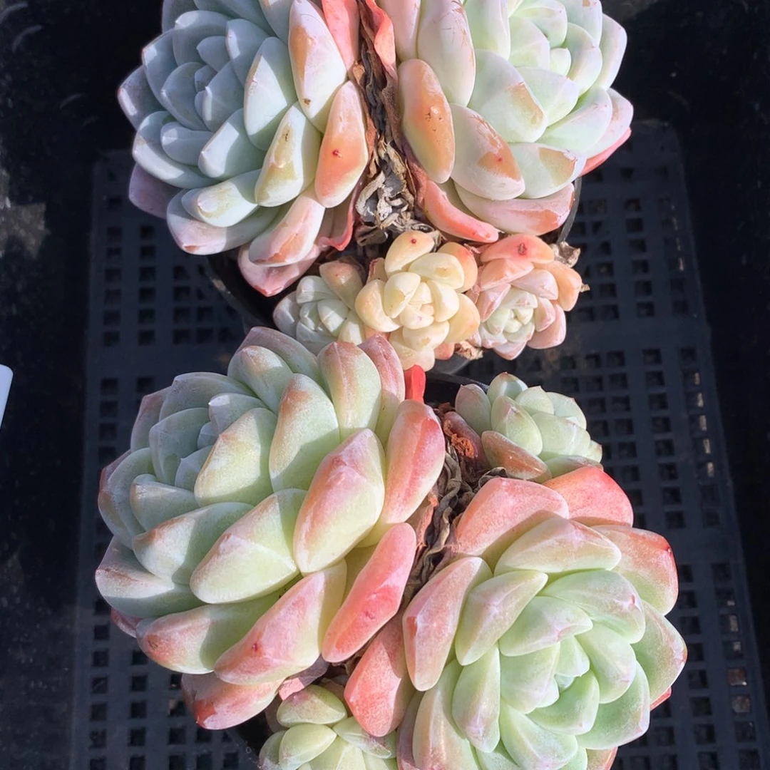 1219-54 老桩冰玉