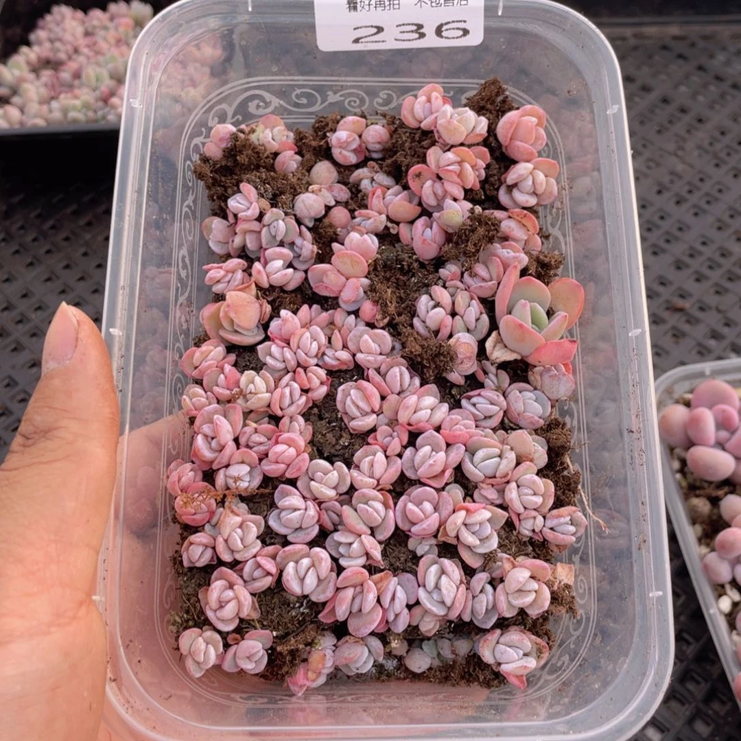 云糖心多肉植物236