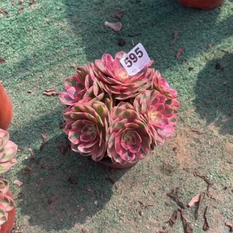 牡***棠595荔枝朵朵多肉，