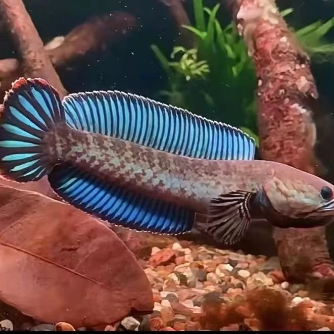 阿萨姆奶茶雷龙3-4厘米 （嫌小勿拍）