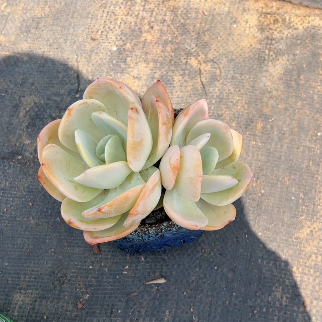 多肉植物多肉植物